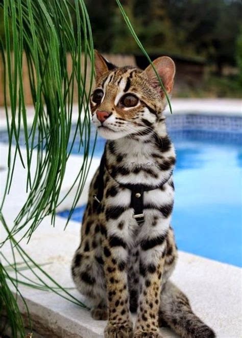 The Exotic Jungle Looks And Wild Ocelot Cat Cats In Care
