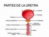 Partes de la uretra