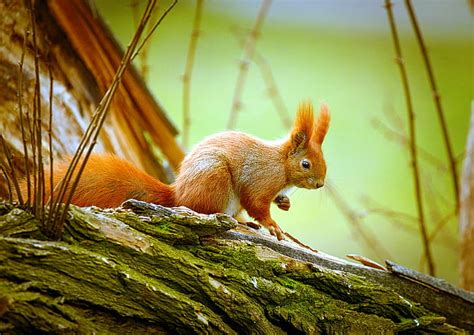 Hd Wallpaper Close Up Photography Of Squirrel Eating Nuts On Grass