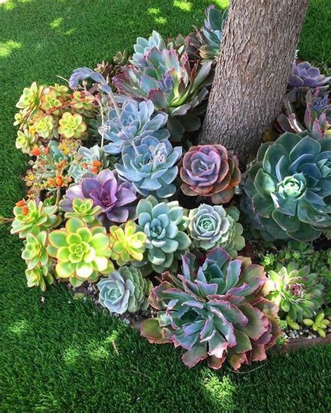 50 Gorgeous Succulent Garden Ideas For Your Backyard