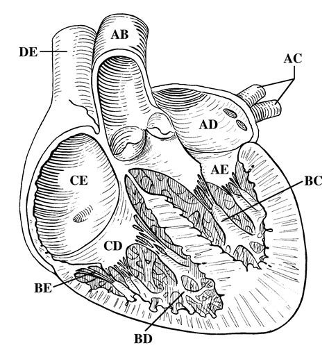Rer rough endoplasmic reticulum synthesizes proteins for secretion membrane proteins and organelle proteins. Unlabelled Heart Diagram - Human Body Anatomy