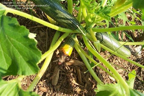 Remove any dying plants, dead leaves, or other debris that borer eggs could overwinter on. Beginner Gardening: squash dying on the vine, 1 by dm440c
