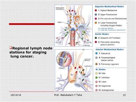 What Is A Precarinal Lymph Node