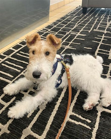 16 Pros And Cons Of Owning Wire Fox Terriers Pettime