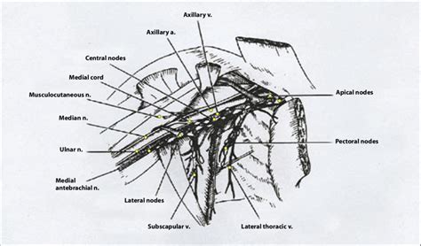 Relation Of The Lateral Group Of Axillary Lymph Nodes To The Brachial