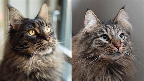 Maine Coon Vs Norwegian Forest Cat — The Little Carnivore
