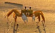 Krabbe am Strand Foto & Bild | tiere, wildlife, krebse Bilder auf ...