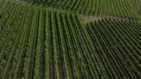 Vineyard Agriculture Farm Field Aerial View In Langhe Piedmont Italy