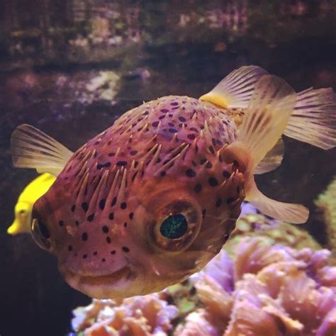 Gallery Of Smiling Adorable Baby Puffer Fish Puffer Fish Fish