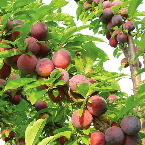 Canton road garden center carries semi drawf fruit trees; Methley Plum - Plum Trees - Stark Bro's