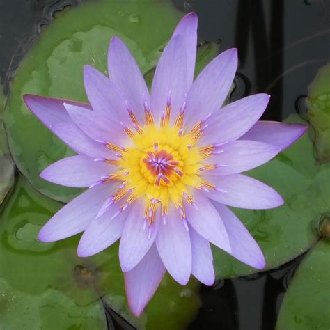 Pictured above is a stunning vintage water lily flowers download! Water Lily| Tina Tropical Pond Plant | The Pond Guy