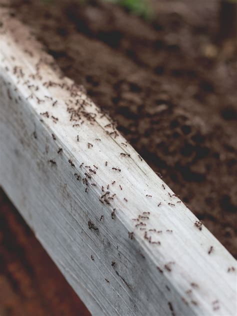 Are you bothered by ants in your garden? How to Kill Fire Ants Naturally | Cosmopolitan Cornbread