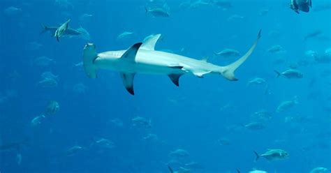 Great Hammerhead Shark May Get More Protection