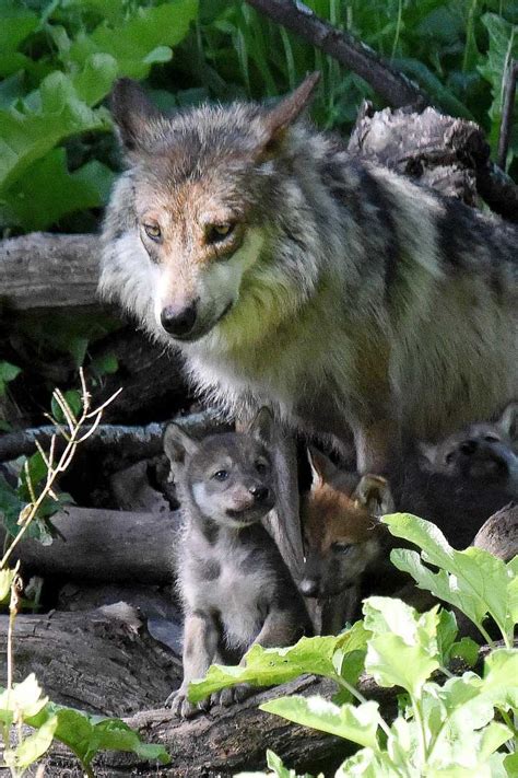 Photos Mexican Gray Wolf Puppies Abc7 Chicago