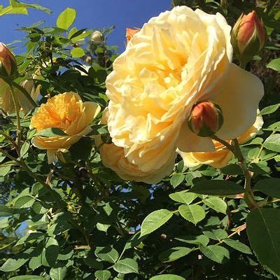 But it's still a spectacular groundcover for sun or shade. Garden Ideas and Projects - The Home Depot in 2020 ...