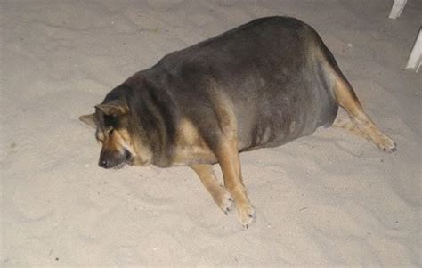 Fat dog lets one out after he sees the food he's going to eat in bright side of the moon: Fat Dog - 1Funny.com