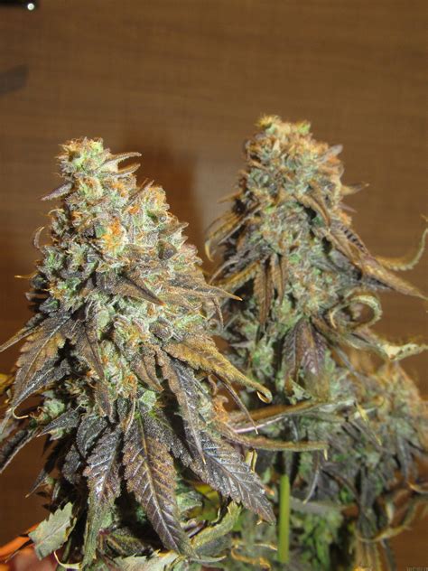 4 Kings (Exotic Genetix) :: Cannabis Strain Gallery