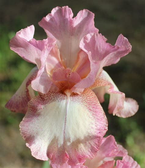 Tired of looking for a florist who can provide the quality of flowers that you need? Where Can I Buy Flowers Near Me - Beautiful Flower ...