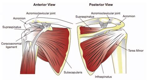 Anatomy Of The Rtc Tendons Right Shoulder Download Scientific Diagram