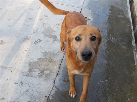 Unser jüngster kater, der rufus (5), neigt seit einiger zeit. Christopher - Hundehilfe Mariechen