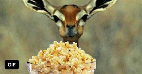 Deer Eating Popcorn 9gag