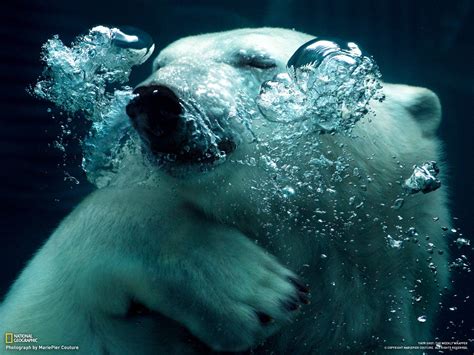 A Polar Bear Under Water Photo By Mariepier Couture In National