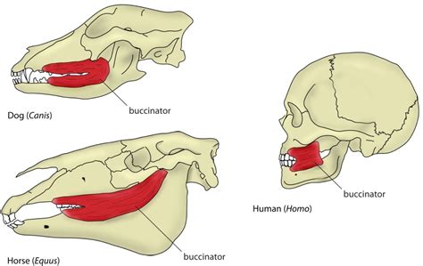 If your cat has an illness that is causing her to both vomit and have diarrhea, it is important to place the nozzle of the syringe behind your cat's canine teeth. PalaeoFail, explained.