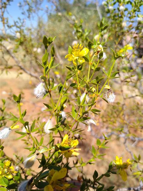 Creosote Bush Flower Essence Joyful Roots Botanical Wellness