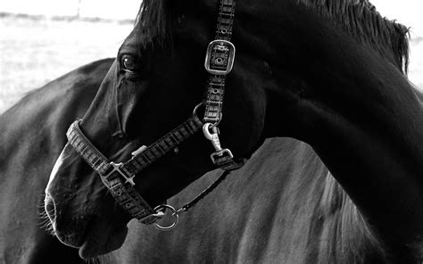 Horse Black Animal Desktop Wallpaper 2560x1600 Wallpaper Download