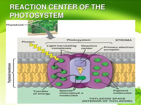 The Thylakoid Membrane Where Light Energy Is Converted Into Chemical Energy Artofbonsai Org