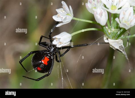 Southern Black Widow Latrodectus Mactans Building Web Stock Photo Alamy