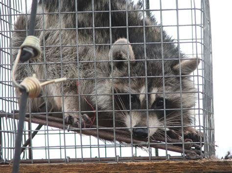Raccoon Removal Trapping Raccoons Allstate Animal Control