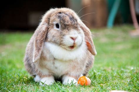 How To Keep Rabbit And Rodent Companions Cool In Summer Peta Australia