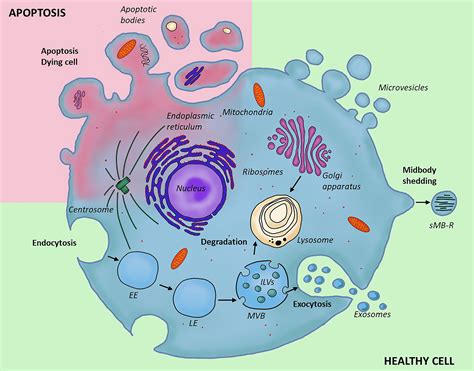 Frontiers The Role Of Non Immune Cell Derived Extracellular Vesicles