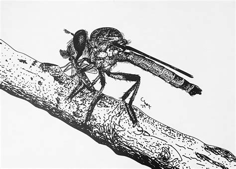 Happy World Robber Fly Day Bug Squad Anr Blogs
