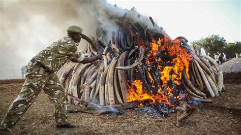 Recently Killed Elephants Are Fueling The Ivory Trade The