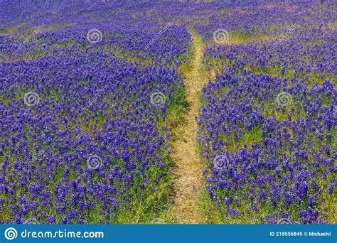 Trail Path Disappears Into A Purple Wildflower Lupine Field Stock Image