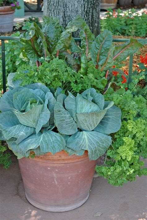534 Best Container Vegetable Gardening Images On Pinterest