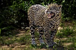 Jaguar Facts (Panthera onca)