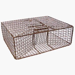How to trap a pigeon. Amazon.com : Pigeon Trap w/Top Door : Bird Repellents ...