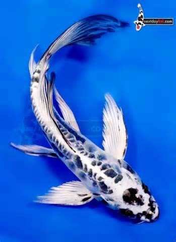 Their long and powerful bodies are very similar to koi fish often grow to lengths of more than 24 inches and are more suitable for outdoor ponds than. Butterfly Koi - Bing Images | Butterfly koi, Koi fish pond ...