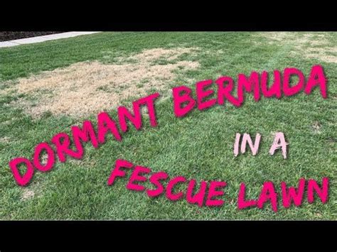 And yeah if you don't mind it, just leave the bermuda anywhere it will grow. Dormant Bermuda In Fescue | PPLM | (804) 530-2540 - YouTube
