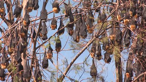 Tamworth Flying Fox Colony Becoming A ‘maternity Camp Nbn News