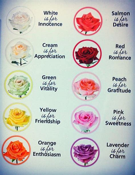 Rose Color Meaning Chart Handy For Anyone Getting Colored Roses