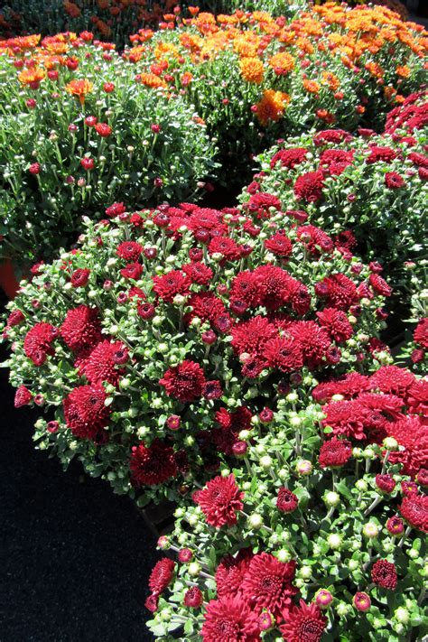 For Autumn Color And Blooms Think Mums Westside News Inc