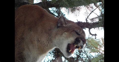 monster 197 pound cougar captured by washington state biologists cbs news