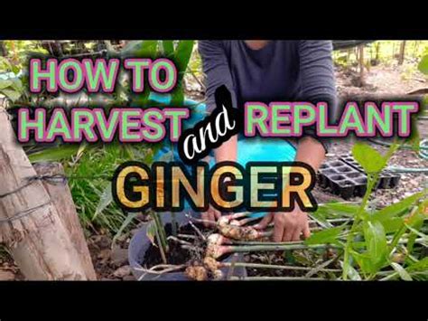 HOW TO HARVEST AND REPLANT GINGER ROOTS PROBLEM Mama CARING S Garden YouTube