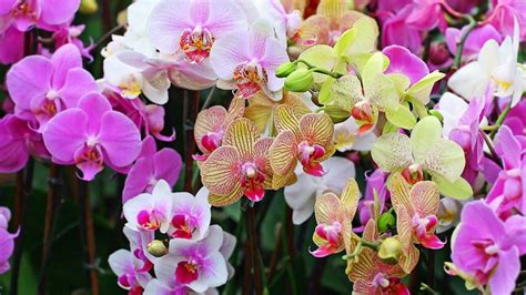 Orchids History Of The Fascinating Beautiful Plant Dengarden