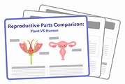 [Go] Reproductive Parts Comparison: Plant VS Human - The Pique Lab
