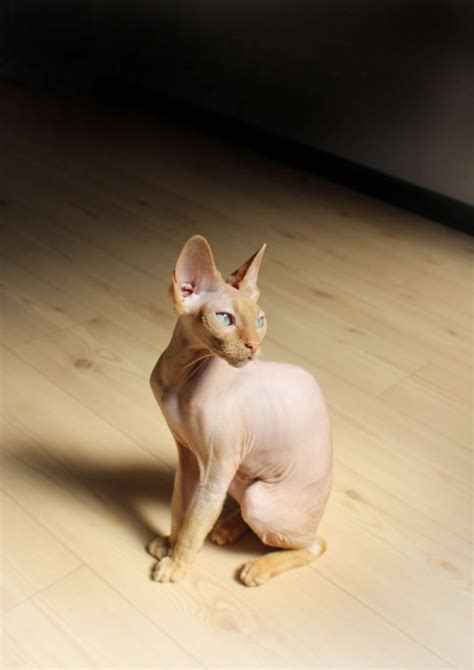 Sphynx Cat Throwing Up Causes And What To Do Catsinfo